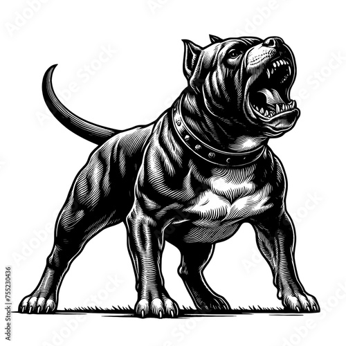 Full-lenght American Bully dog barking. Hand Drawn Pen and Ink. Vector Isolated in White. Engraving vintage style illustration for print, tattoo, t-shirt, sticker	