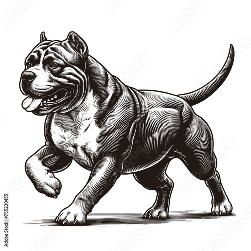Full-lenght American Bully dog running. Hand Drawn Pen and Ink. Vector Isolated in White. Engraving vintage style illustration for print, tattoo, t-shirt, sticker	