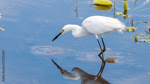 The snowy egret is a small white heron with yellow feet.