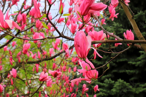 Beautiful magnolia tree blossoms in springtime. Jentle Chinese red magnolia flower, floral background.