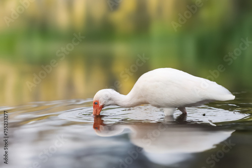 Close up view of American white Ibis in the lake. photo