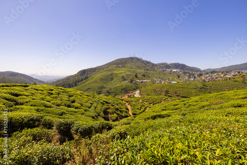 Panoramic countryside views of tea plantation in the Nuwara Eliya region in the Central Province of Sri Lanka photo