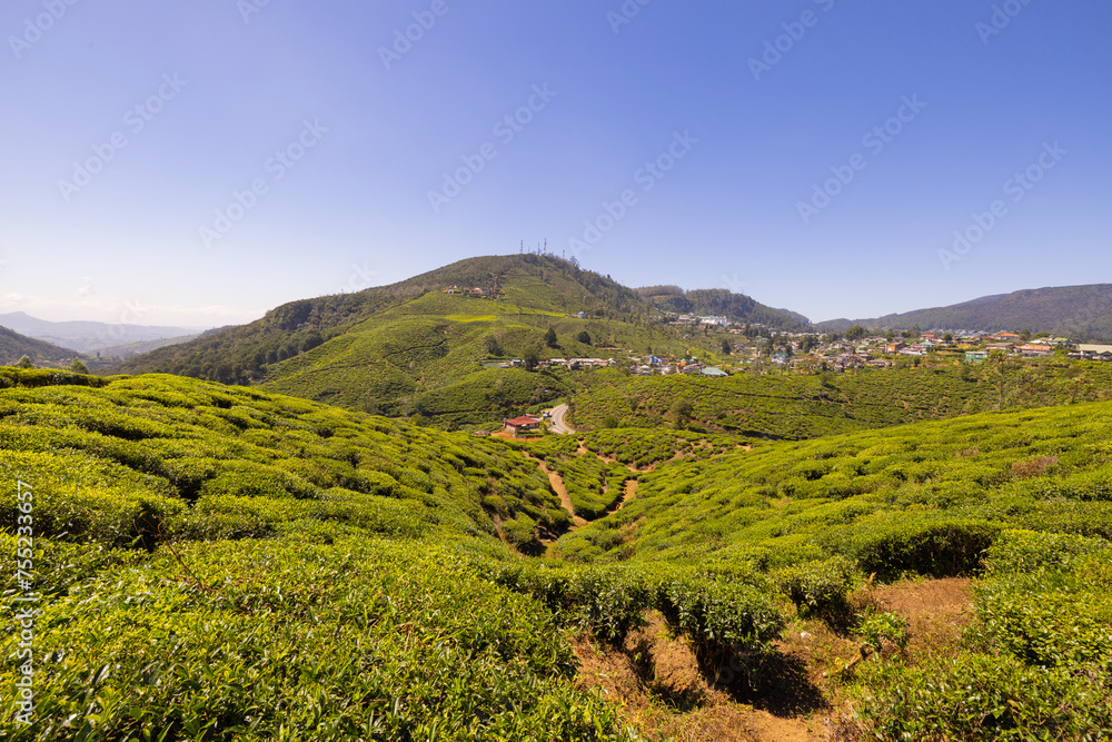 Panoramic countryside views of tea plantation in the Nuwara Eliya region in the Central Province of Sri Lanka