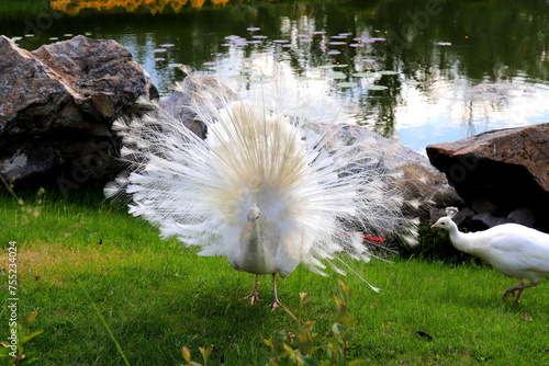 Gorgeous young peacock spreads its tail on green grass. White peacock dances marriage dance, shows feather
