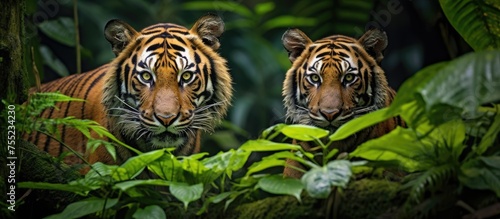 Two Siberian tigers, powerful carnivores of the Felidae family, stand side by side in the lush jungle. The majestic beasts blend in with the surrounding nature of water, plants, fawns, and grass