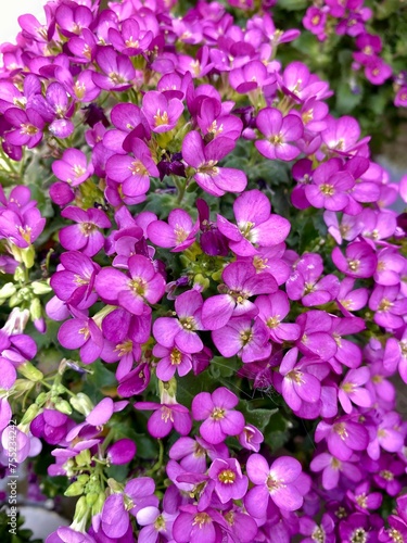 Background pink violet Arabis caucásica.