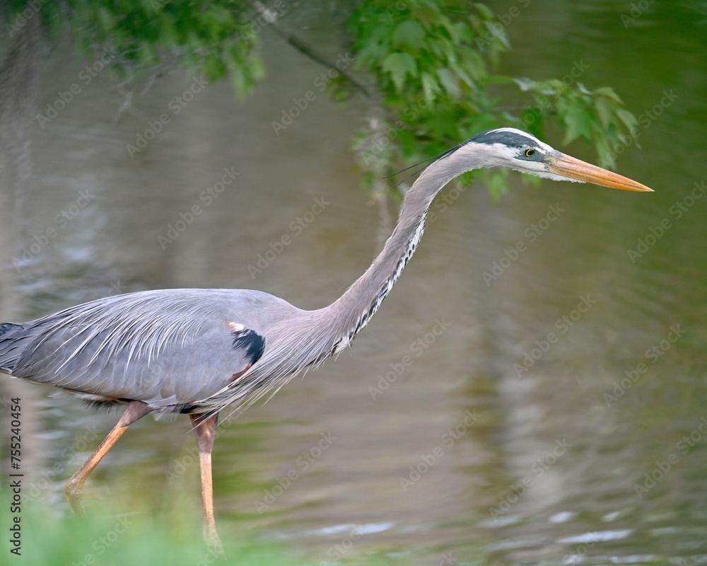 Obraz premium great blue heron