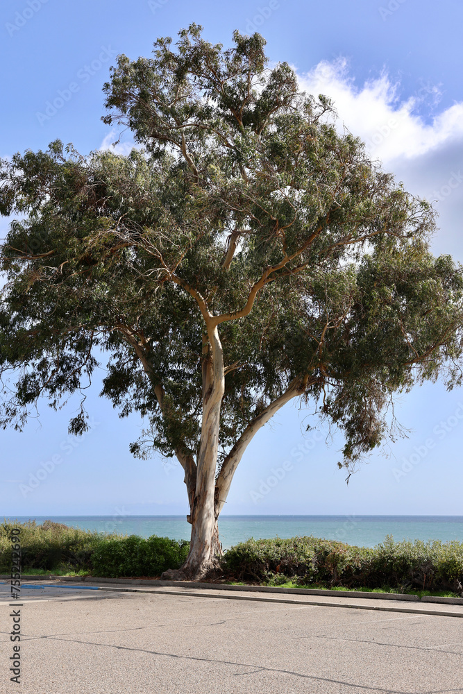 tall eucalyptus tree overlooking the coastline tall eucalyptus tree overlooking the coastline