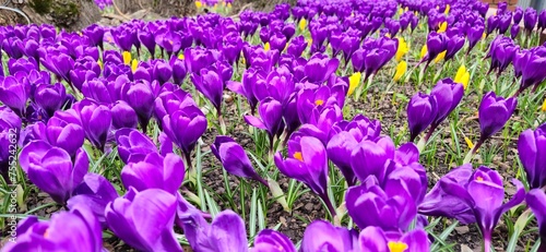 Przepiękne krokusy kwitnące początkiem marca, budzą zachwyt 