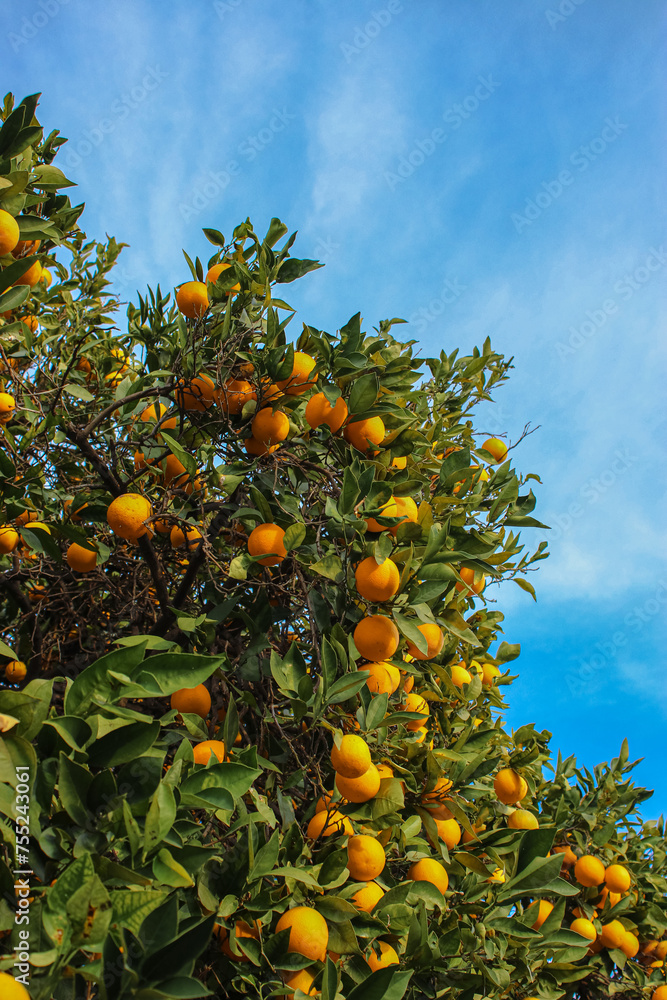 orange tree with sky