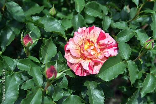 エドガー・ドガ　バラの花 photo