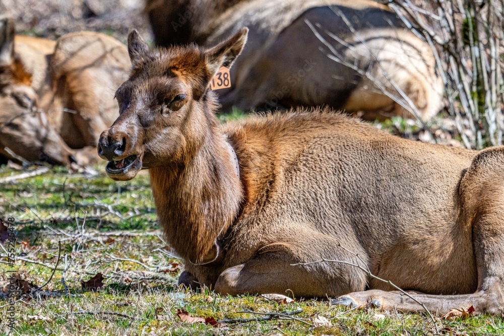 Fototapeta premium elk