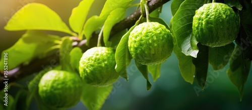 This close-up showcases a tree branch adorned with clusters of fresh green bergamot fruit, illustrating the abundance of natures offerings in a garden setting. The vibrant colors and textures photo