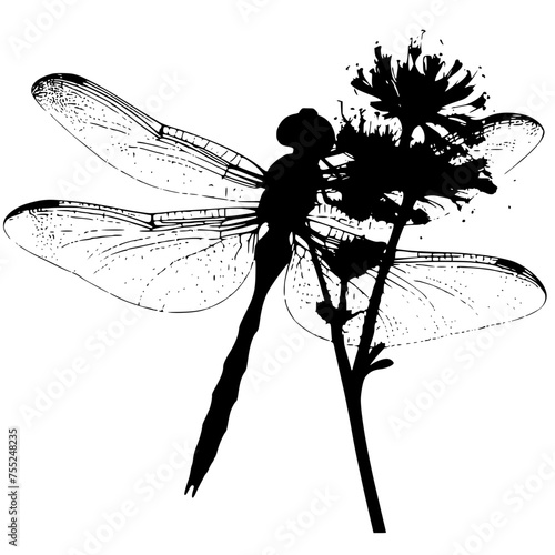 dragonfly on a white
