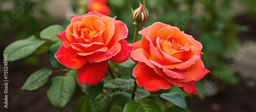 Two vibrant red roses are blooming in a lush green garden with other foliage surrounding them.