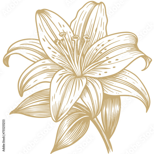 Sketch a detailed lily with green leaves with cream stroke