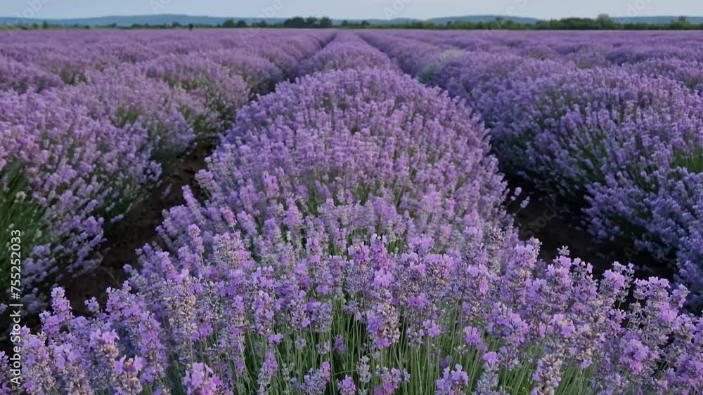 Picturesque scene of blooming lavender field. Beautiful purple pink flowers in warm summer light. Fragrant lavandula plants blossoms in the meadow, vertical background Picturesque scene of blooming lavender field. Beautiful purple pink flowers in warm summer light. Fragrant lavandula plants blossoms in the meadow, vertical background
