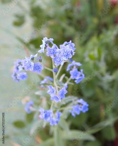 Cynoglossum amabile  - Chinese forget-me-not  ornamental plant with blue flowers