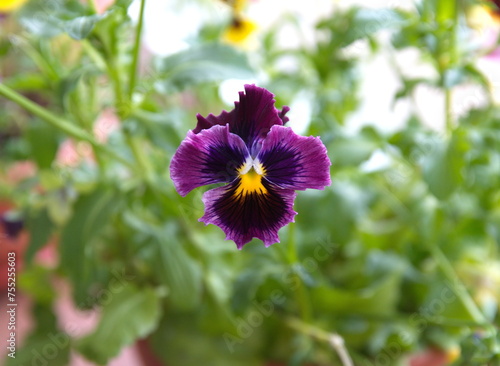 Viola plant with multicolor flowers , Viola, Common Violet, Viola tricolor, pansy flowers, rainy day photo