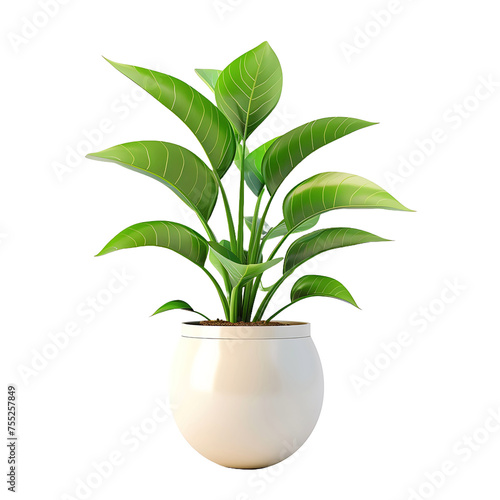 Plant in pot isolated on white background. photo