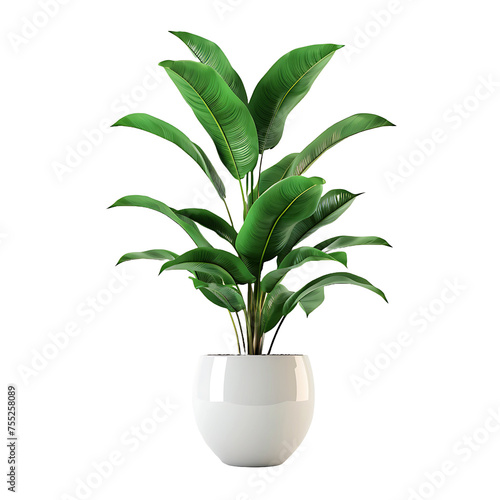 Plant in pot isolated on white background.