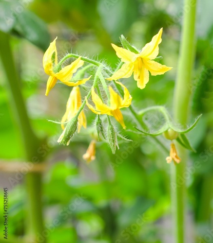 畑のトマトの花のクローズアップ、野菜の栽培