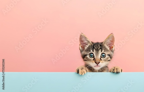 Adorable kitten peeking out from behind the soft blue background isolated on peach, cute cat, banner template and copy space, mockup.	
