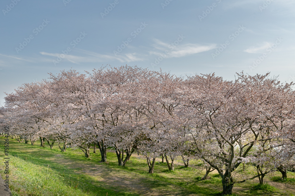 桜の並木道