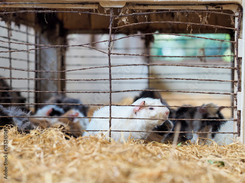 Happy Guinea Pigs Huddled in HayOLYMPUS DIGITAL CAMERA