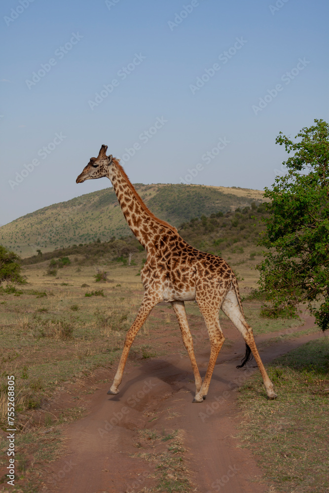 Obraz premium Maasai Mara National Reserve, Narok, Kenya