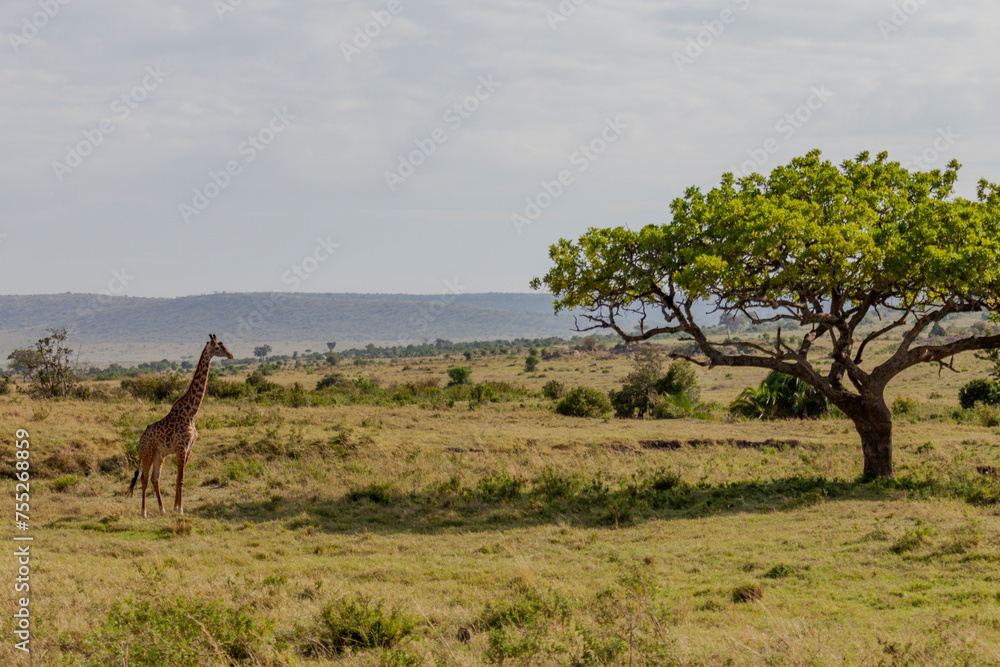Fototapeta premium Maasai Mara National Reserve, Narok, Kenya