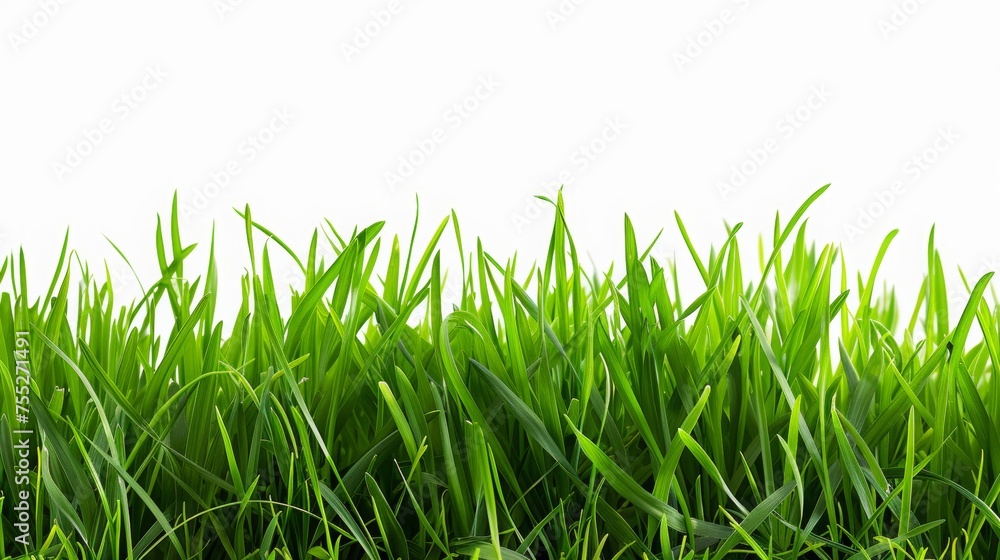 Fototapeta premium Close Up of Green Grass Isolated on the Bottom of a White Background
