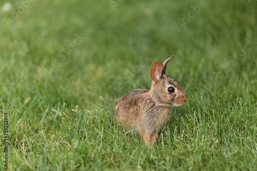Easter bunny with big ears looking cute sitting in green grasses © Polina