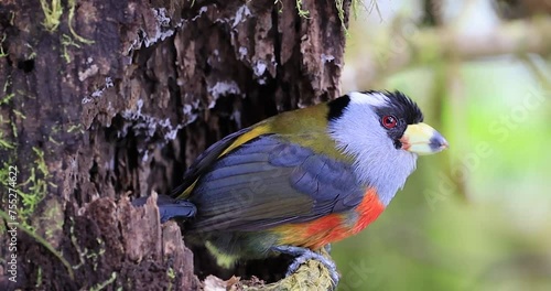 A Semnornis ramphastinus, also known as the Toucan Barbet, perched on a branch. The bird's colorful plumage and unique bill are highlighted in the image.