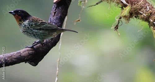 The Rufous-throated Tanager's unique appearance and behaviors contribute to the rich tapestry of avian life in the Andean region. Their presence serves as a testament to the beauty and diversity of bi