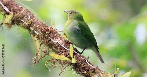 The Green Honeycreeper, scientifically known as Chlorophanes spiza, is a stunning bird found in the tropical regions of the Americas. The male Green Honeycreeper is characterized by its vibrant green