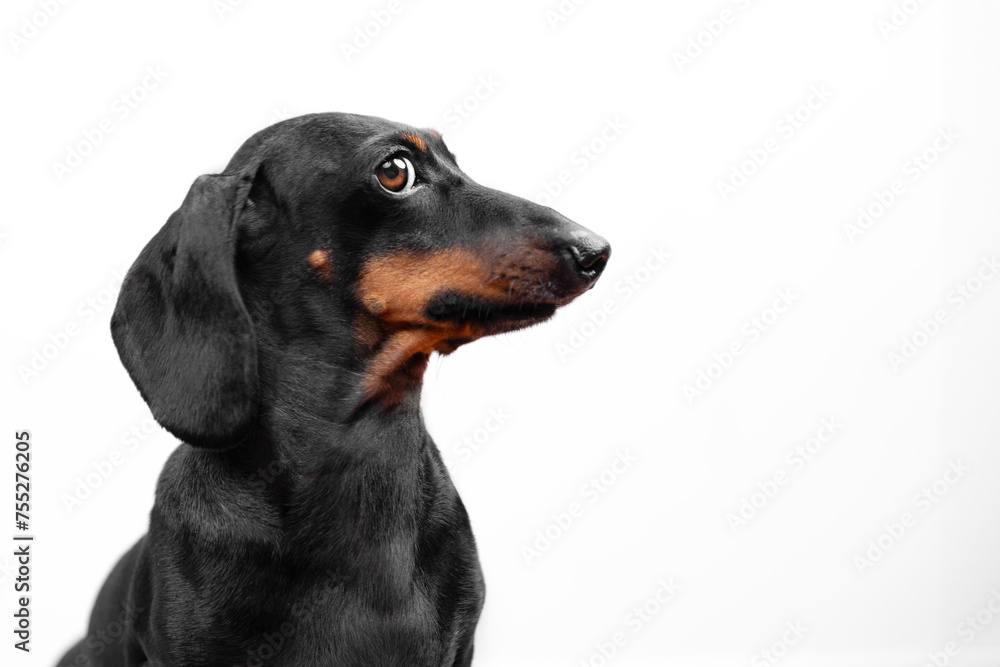 Profile of dachshund dog, funny puppy posing at photo shoot, obediently frozen, looking to side with sly glance, peeking curiously, eavesdropping on secret Raising puppy, endurance training, stance
