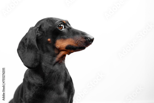 Fototapeta Naklejka Na Ścianę i Meble -  Profile of dachshund dog, funny puppy posing at photo shoot, obediently frozen, looking to side with sly glance, peeking curiously, eavesdropping on secret Raising puppy, endurance training, stance