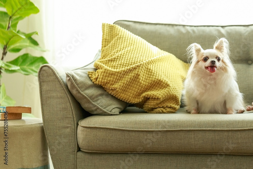 Chihuahua dogs in the sofa