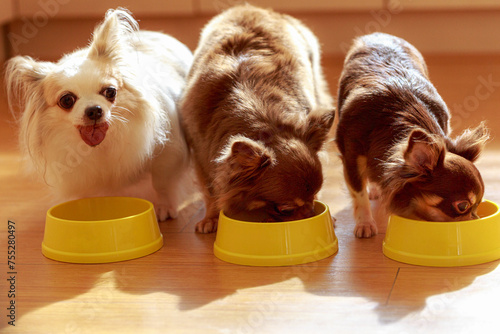 Three Chihuahua dogs eating pellets dry in a bowl.