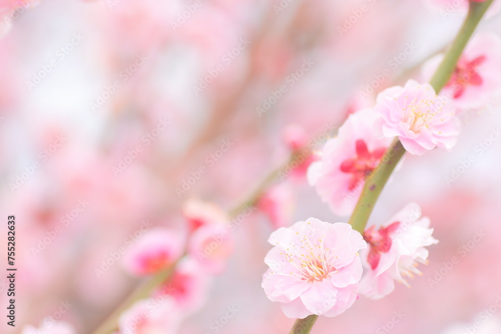 景観・旅行 花 景観・旅行 花