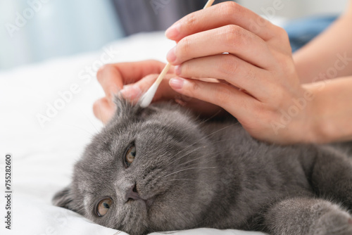 Hand use cotton with earwax cleaning of small blue-black kitten of the Scottish fold breed on white bed.