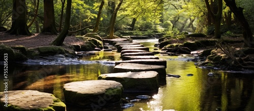 In the midst of a flowing river in the woodland  there are stepping stones surrounded by water  trees  and terrestrial plants  creating a serene natural landscape