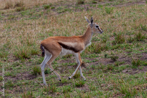 Maasai Mara National Reserve, Narok, Kenya