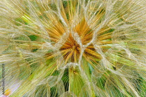 Dandelion macro