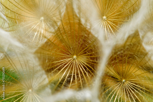 Dandelion macro