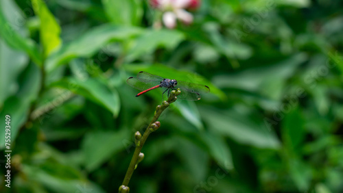 red dragonfly on a green leaf. Lathrecista asiatica © Жанна Яценко