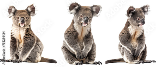 The trio of koalas are captured in distinct poses, making them perfect for educational or promotional uses due to the stark white background