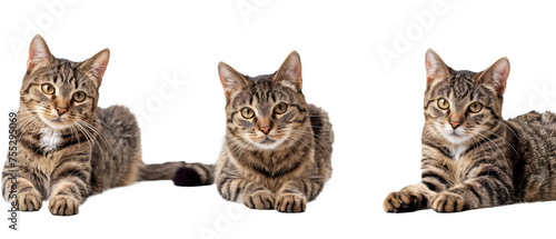 Each tabby cat presents a dignified pose, their markings distinct and gazes penetrating, against a white backdrop