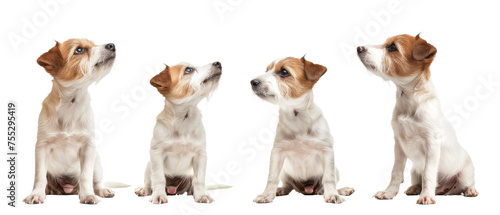 This stock image showcases four distinct sitting poses of cute and alert Jack Russell terrier puppies with keen expressions © Daniel